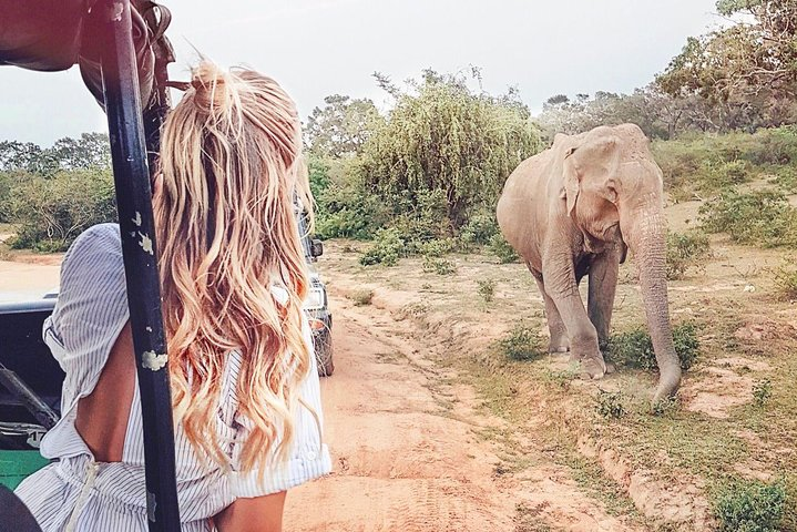 Wild Safari Udawalawe from Mount Lavinia - Photo 1 of 6